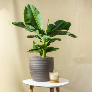 2 Hat (variable product and bundle)