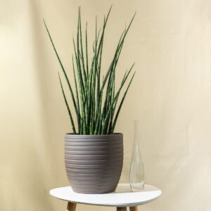 Sanseverija ‘Cylindrica’ - (Sansevieria cylindrica / Dracaena angolensis)