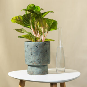 Aglaonema "Apple Green" - Aglaonema