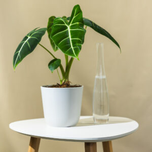 Alocasia "Micholitziana" Frydek - Alokasija