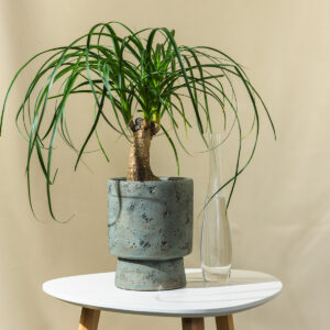 Beaucarnea "Recurvata" - Slonova noga