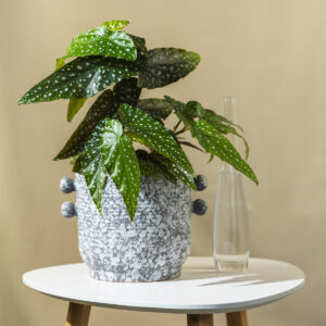 Begonia "Maculata" - Begonija