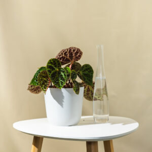 Begonia "Rex" - Begonija