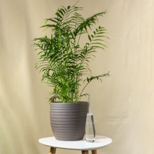 Chamaedorea "Elegans" - Sobna Palma