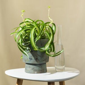 Chlorophytum "Comosum" - Zeleni Ljiljan/Spider Plant