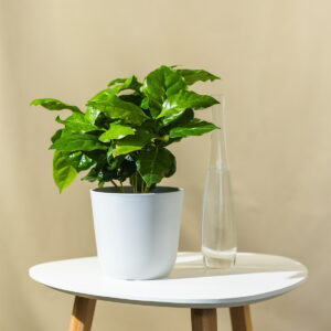 Coffea "Arabica" - Biljka Kave