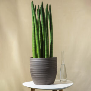 Sansevieria "Cylindrica" Spaghetti - Sanseverija