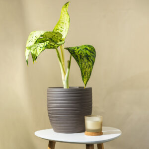 Difenbahija "nepoznato" - Difenbahija