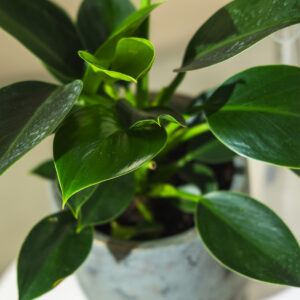 Ficus "Elastica" - Gumijevac