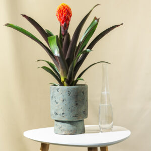 Guzmania " Lingulata" - Guzmanija/Bromelija