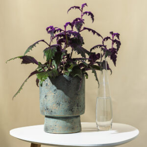 Gynura "Aurantiaca" - Purple Passion