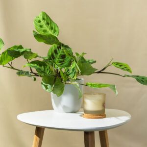 Maranta leuconeura "Fascinator" - Maranta