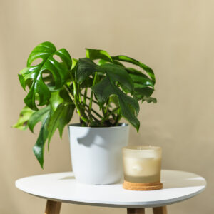 Monstera 'Minima' - Monstera