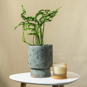 Monstera 'Adsoni' - Monstera