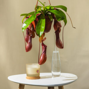 Nepentes - Monkey Jar