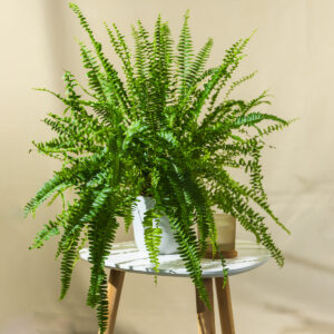 Nephrolepis 'Green lady' - Paprat