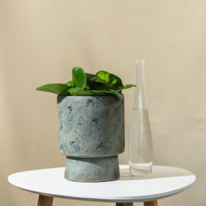 Peperomia "Obtusifolia" - Baby Gumijevac