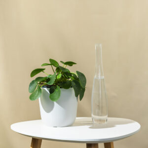 Pilea 'Peperomoides' -Pilea / Kineski Dolar