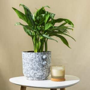 Aglaonema 'Ivory' - Aglaonema