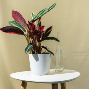 Kaleteja - Calathea 'Oranta'