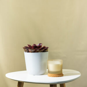 Eonij- Aeonium Arboreum 'Zwartkop'