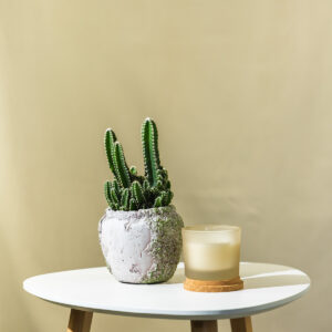 Kaktus - Cereus Peruvianus