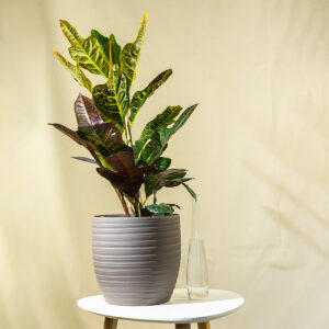 Kroton - Kodiaeum Variegatum