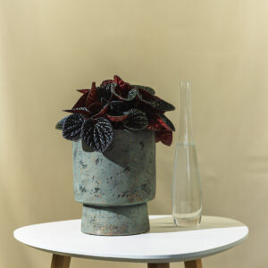 Peperomija - Peperomia 'Caperata'