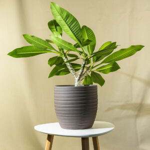 Plumerija – Plumeria obtusa