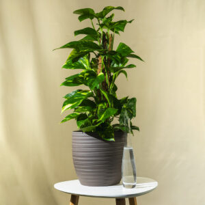 Potos – Epipremnum aureum