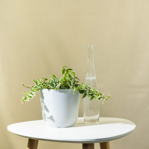 Puzavi fikus – Ficus pumila 'Variegata'