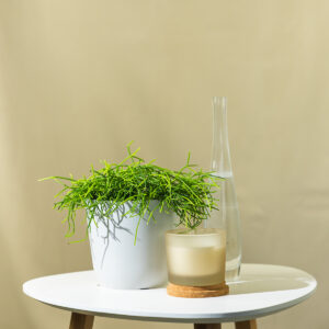 Ripsalis – Rhipsalis baccifera