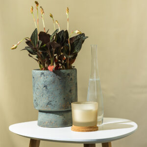 Peperomija – Peperomia caperata 'Rosso'