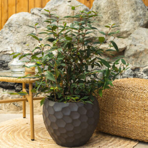 Abelija – Abelia × grandiflora