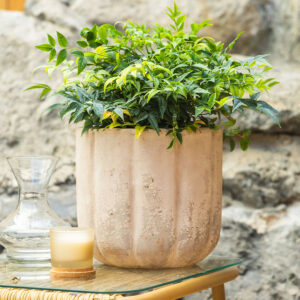 Evonimus – Euonymus japonicus 'Aureomarginatus'