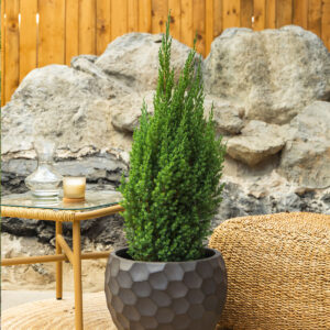 Borovica – Juniperus communis 'Compressa'