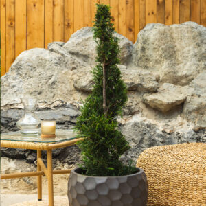 Spiralna tuja – Thuja occidentalis 'Smaragd'