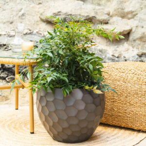 Bršljan – Hedera helix