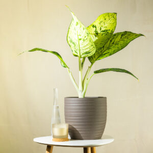 Difenbahija – Dieffenbachia seguine