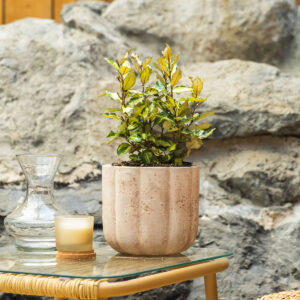 Evonimus – Euonymus fortunei 'Emerald Gaiety'