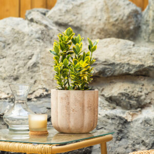 Evonimus – Euonymus fortunei 'Emerald n Gold'