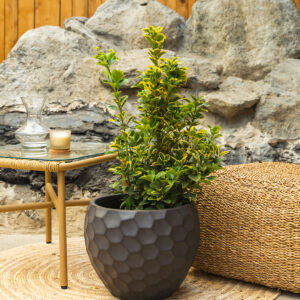 Evonimus – Euonymus japonicus 'Aureomarginatus'