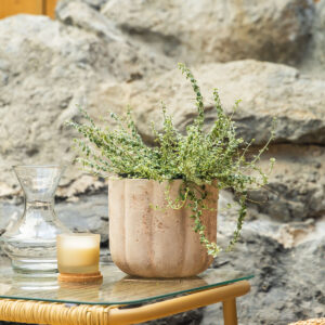 Puzava lonicera – Lonicera nitida 'Variegata'