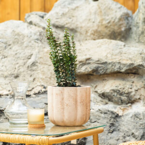 Euonimus – Euonymus japonicus