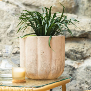 Liriope – Liriope muscari