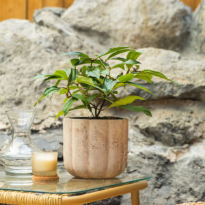 Japanska andromeda – Pieris japonica