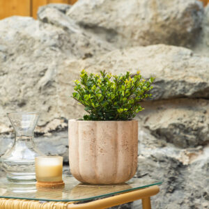 Šimšir – Buxus sempervirens