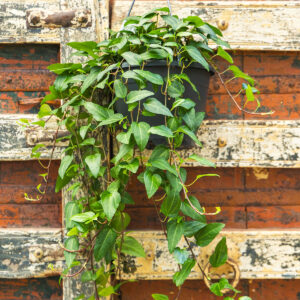 Bršljan – Hedera helix