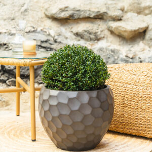 Šimšir – Buxus sempervirens