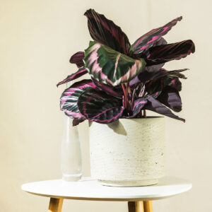 Kalateja – Calathea roseopicta 'Medallion'
